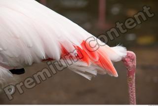 Leg texture of pink flamingo 0001